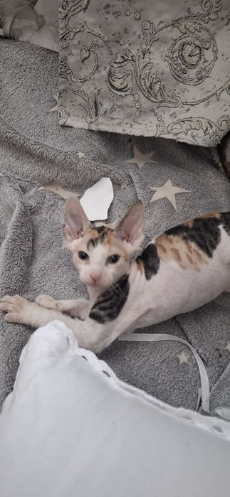 Милые котята донского сфинкса