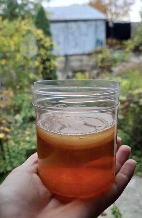 Ciuperca (scooby) kombucha