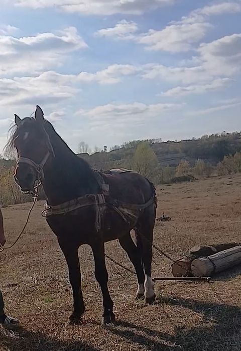Vând mânz de doi ani jumate foarte blând