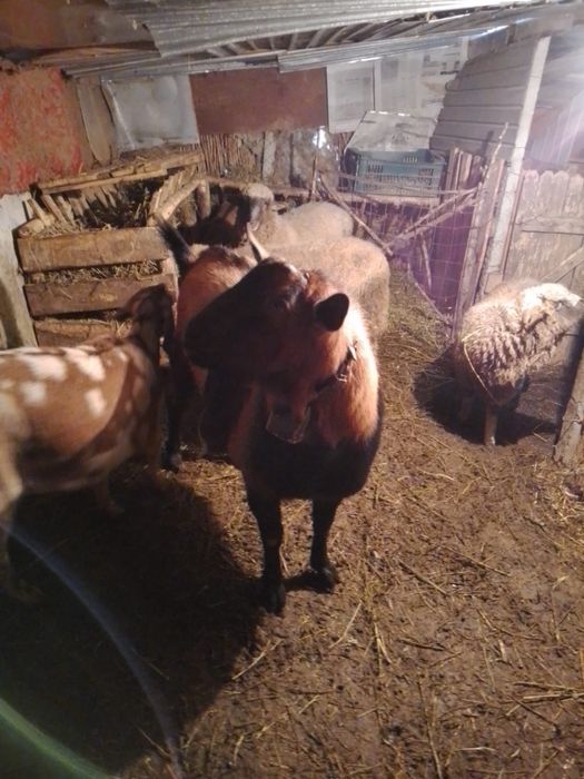 Vand tap alpin francez