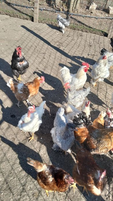 Vând cocoși de țară