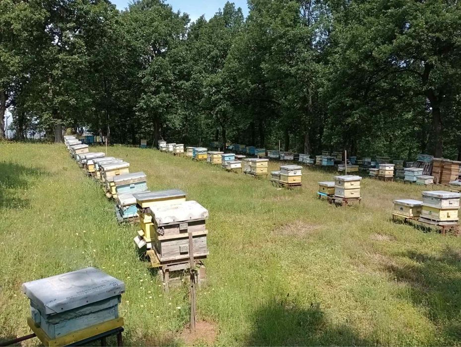 Натурален домашен пчелен и манов мед – директно от пчелар