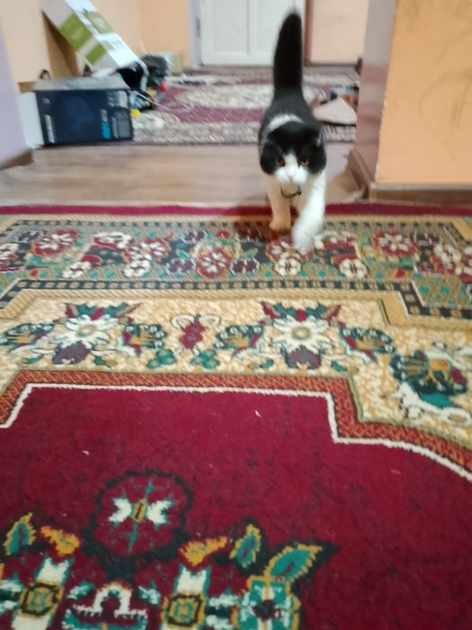 Вяска мушук самец, скотиш фолд