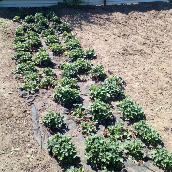 Продам кусты клубники