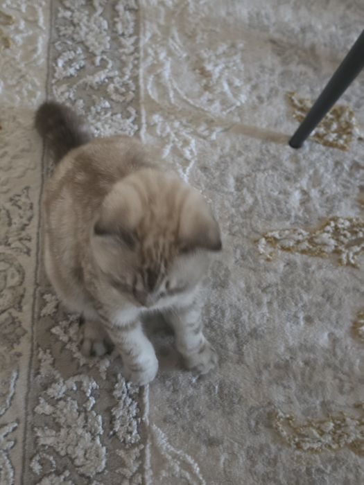 Кошка шотландский