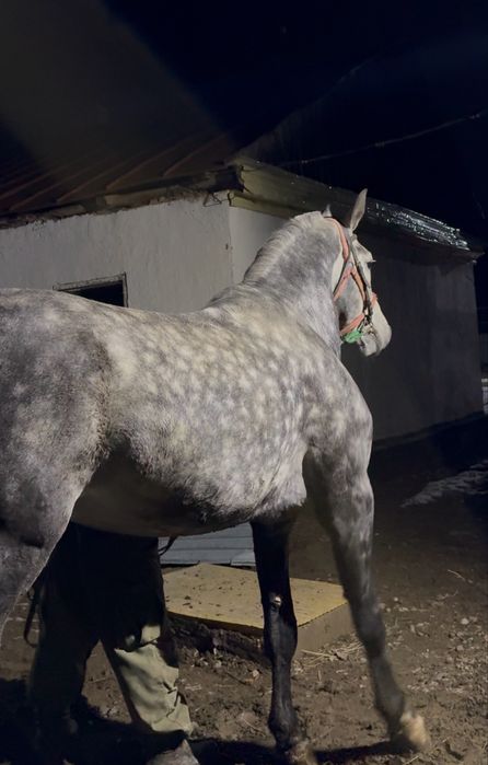 Продам Коня Орловец рост 1,75