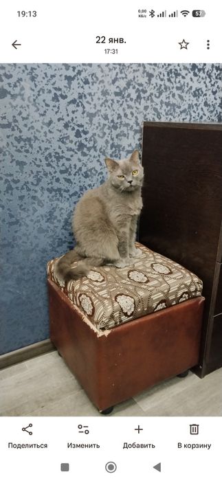 Отдам кота в добрые руки