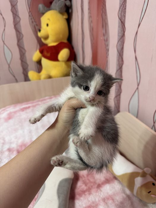 Котеночки в добрые руки