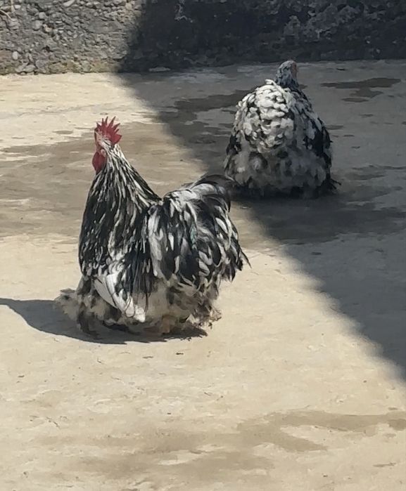 Yaponcha kox karlik