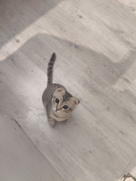 Шотландский вислоухие