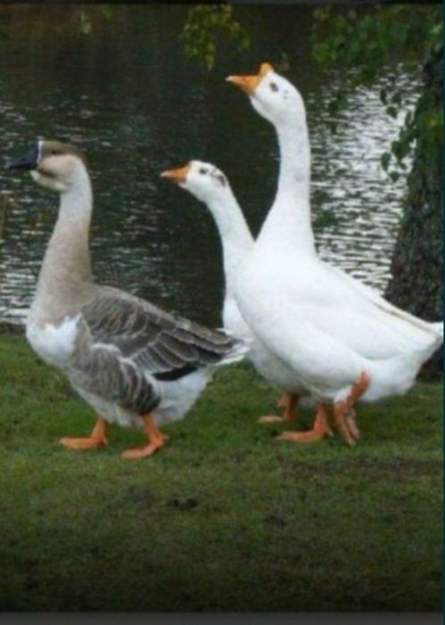 G'OZ  YOG'I Tabbiy mahsulot