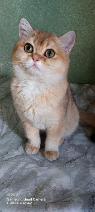 Britanskiy (okras zolotoy shinshilla) ny11