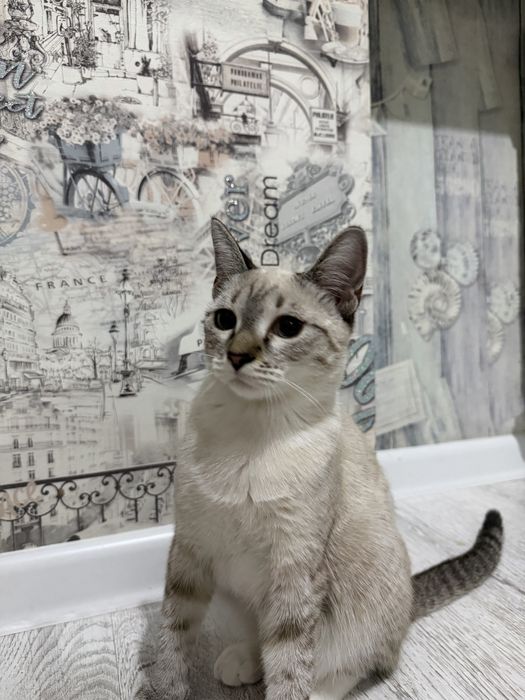 Отдам котенка бесплатно!