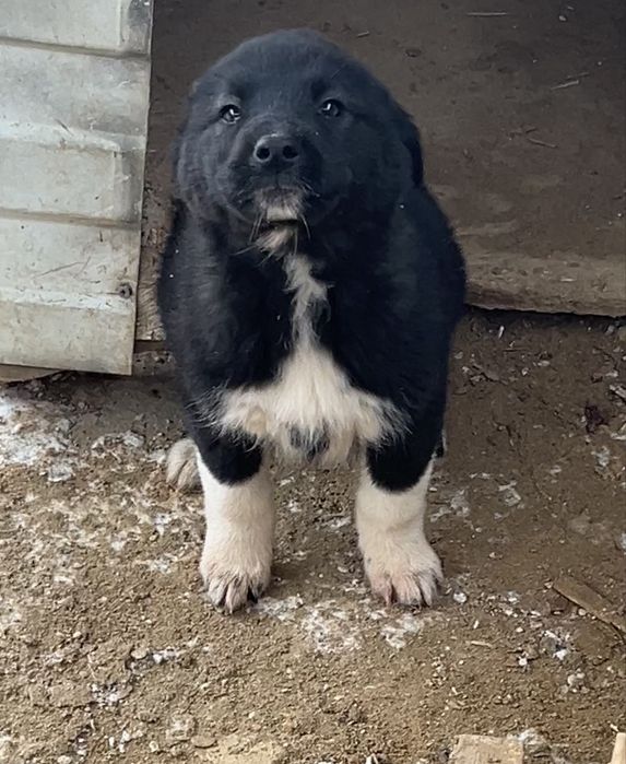 Отдаем щенка девочку