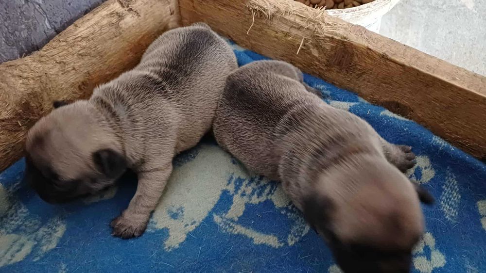 френски златист булдог