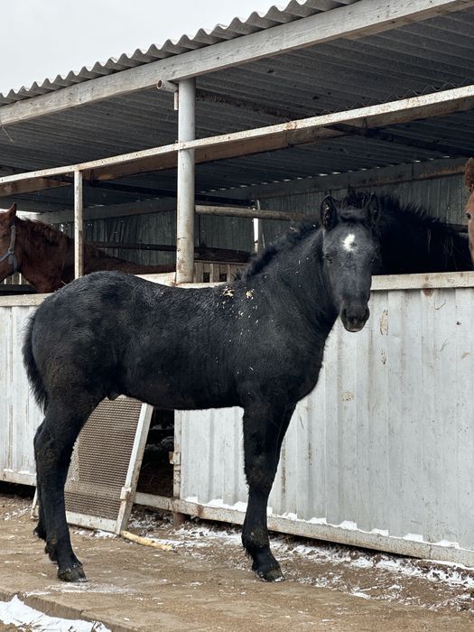 Продам жеребчика першерон 2 гола
