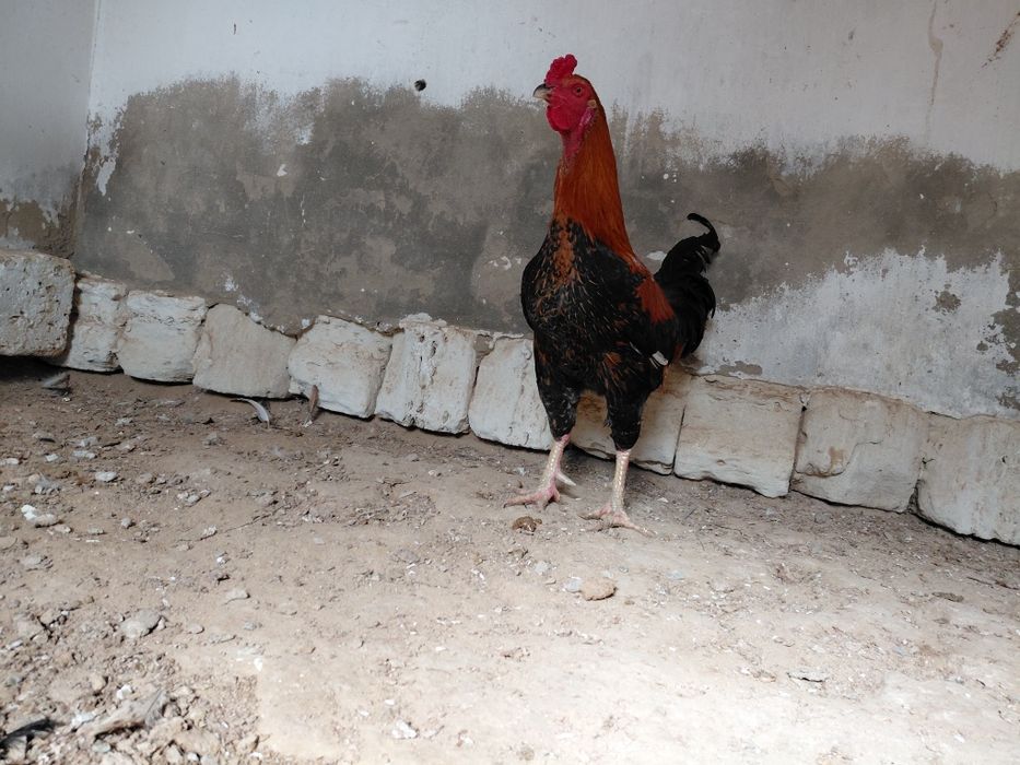 Атештер сатылады