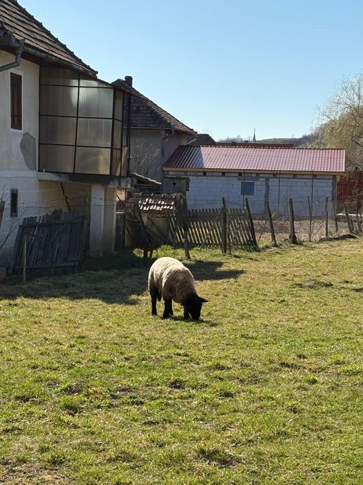 Berbec suflok tânăr
