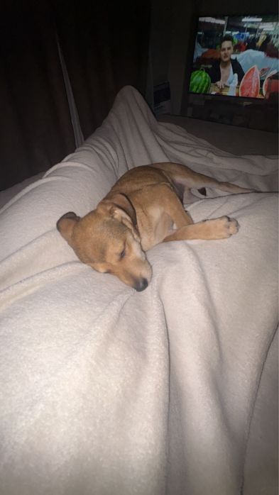 spre adopție cațel talie mică