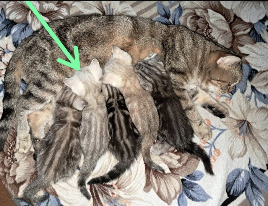 Шотландский котёнок. Мальчик
