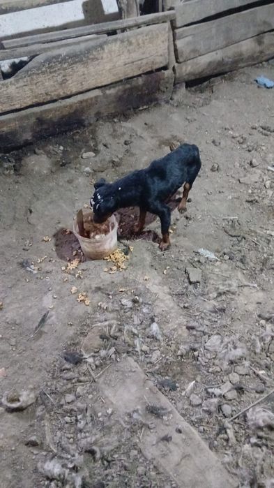 Собака для охотников