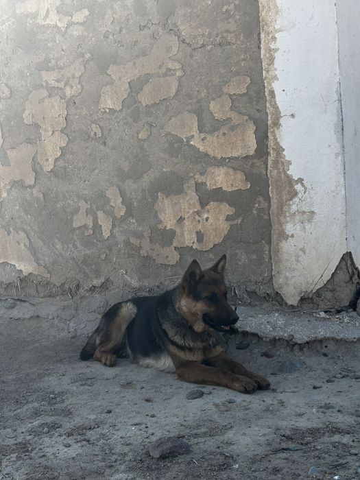 Немецкий овчарка