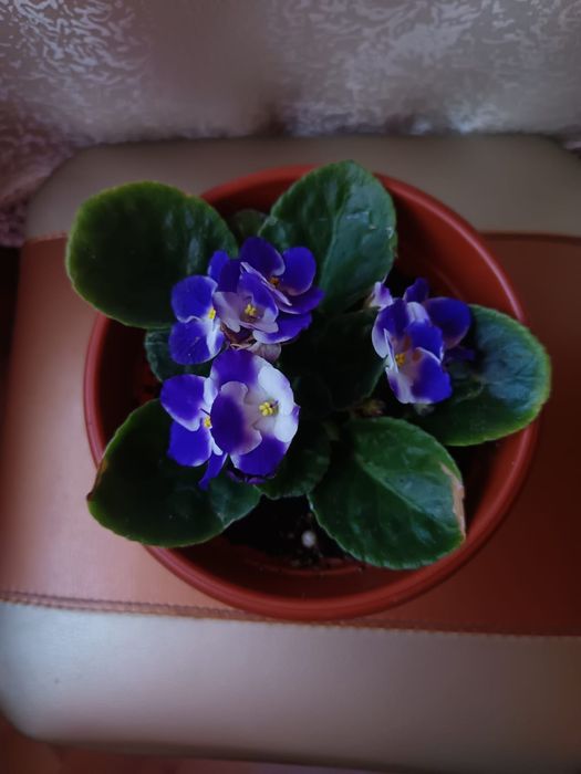 Продам фиалку...