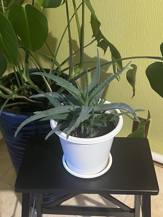 Комнатные цветы Алоэ вера