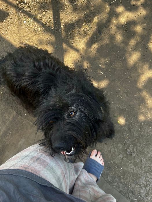 adoptie caine  Galati