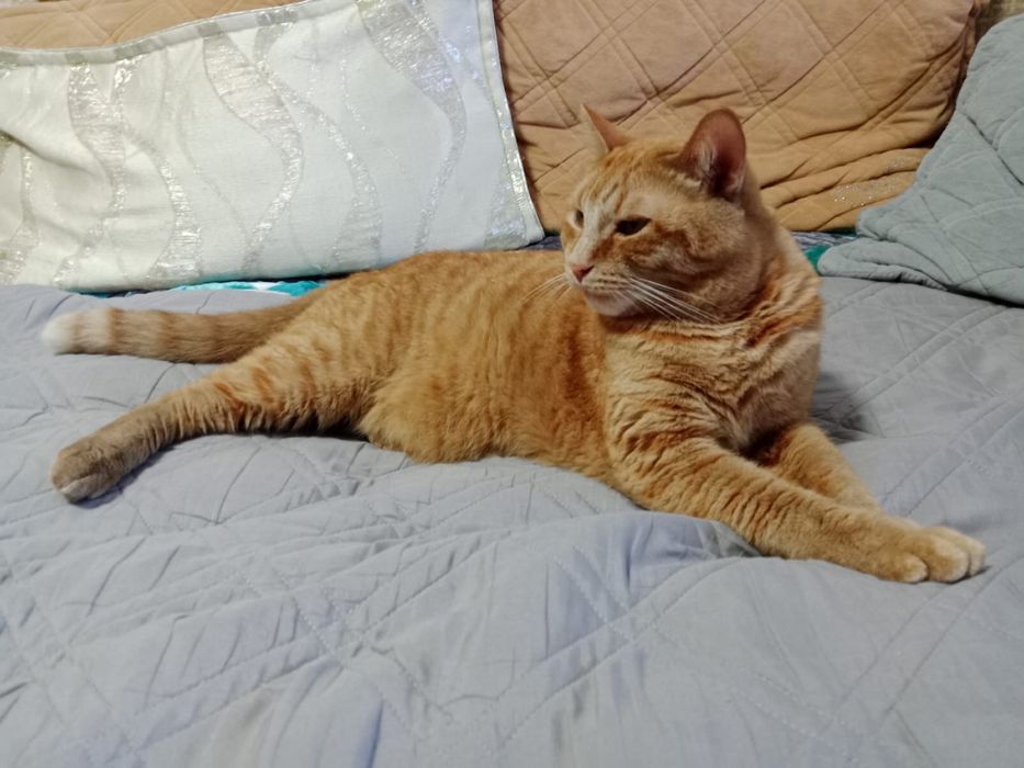 Кот в добрые руки