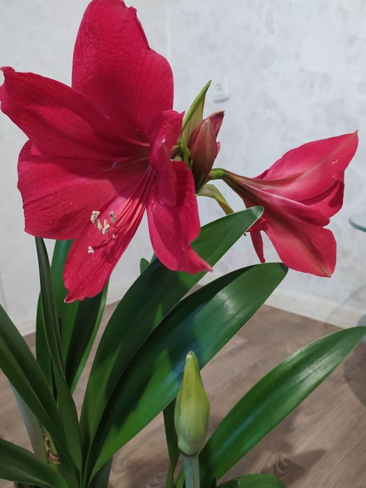 Гиппеаструм амаралис лилия голландский