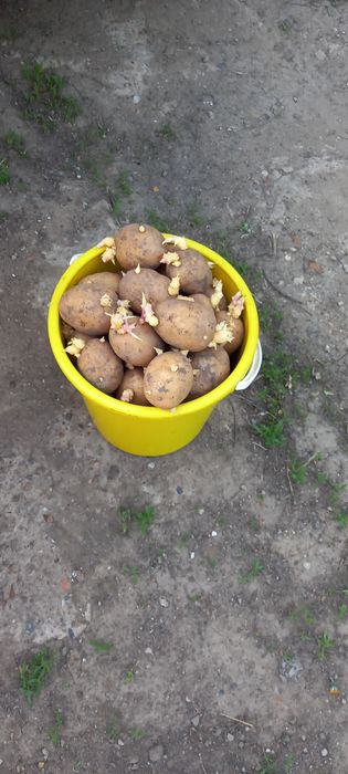 Картошка семенная.