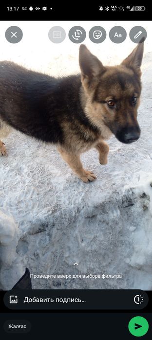 ПОТЕРЯЛСЯ Собака Срочна