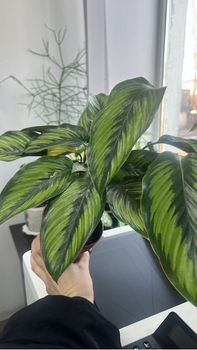 Калатея разные сорты