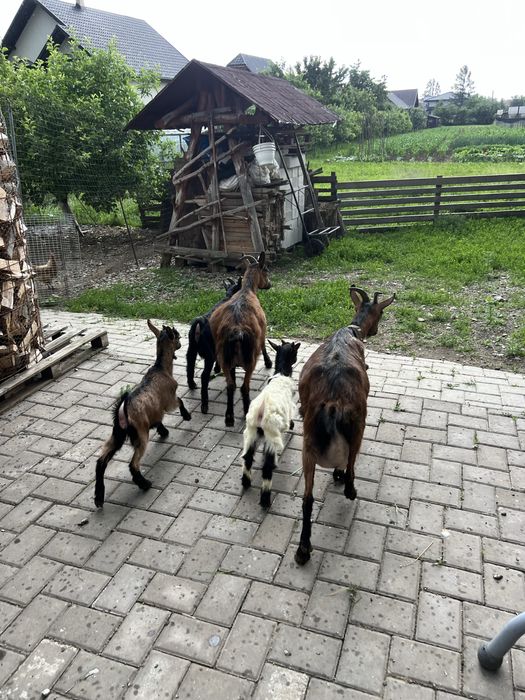Capre de vanzare cu iedite si iezi