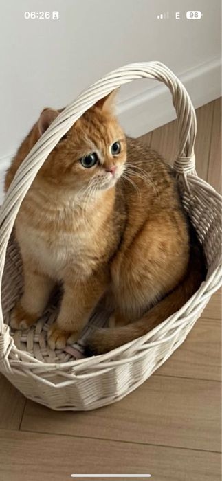 Котятa золoтыe шиншиллы для вас!