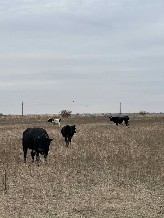 VAND TAURI INTRE 300-600 kg (Dabuleni, Dolj)