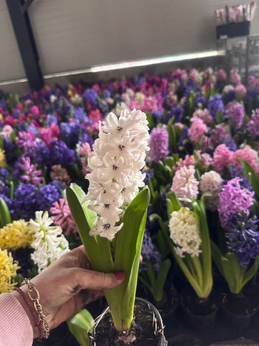 Zambila inflorita și parfumată