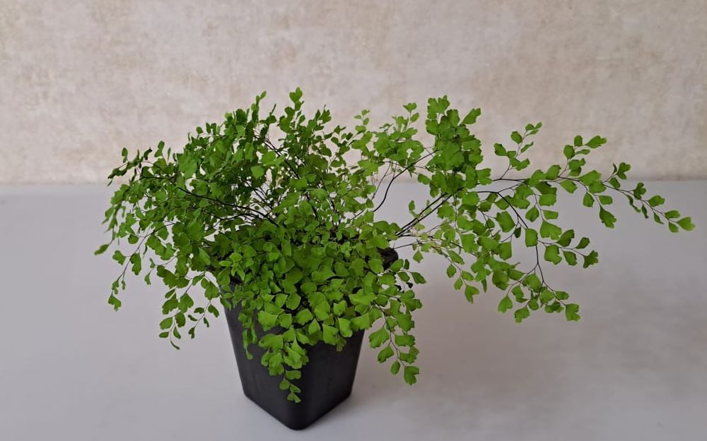 Цветы Цветы Цветы