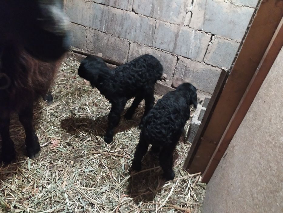 Гиссар. Қой қозысымен сатам