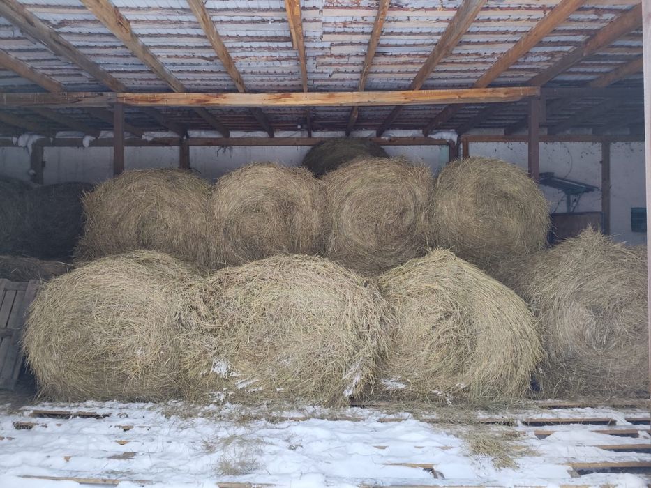 Продам сено