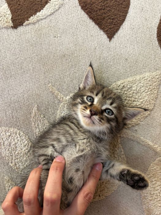 Котята бесплатно