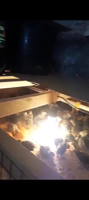 Bedona juja 10kunlik va 20 30 kunligacha zakas olaman tuxum yunalishig