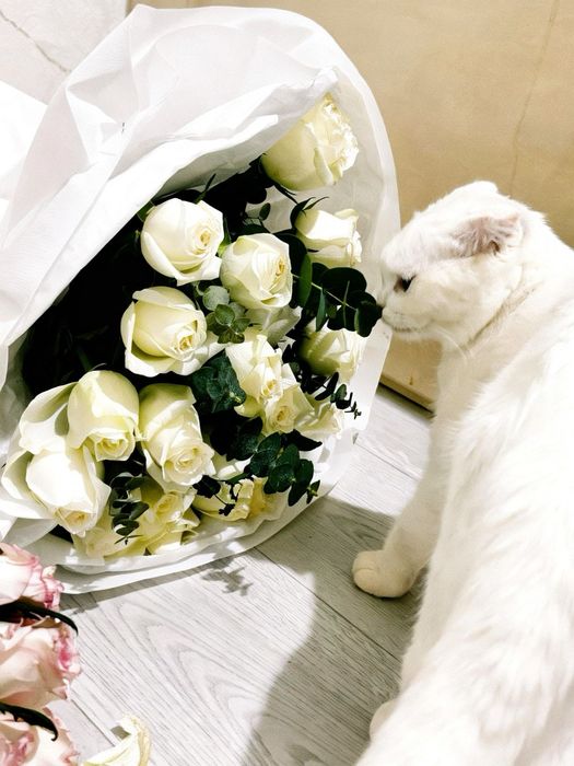 Цветы свежие розы