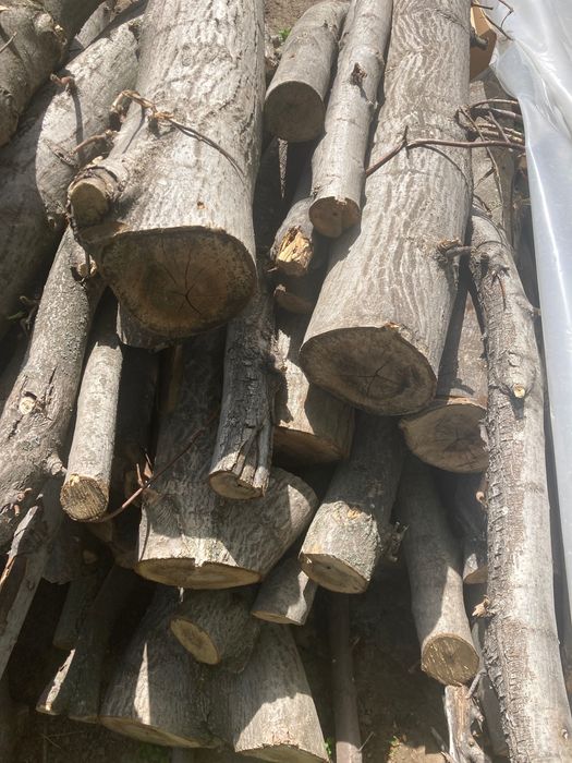 Продам спиленные деревья грецкий орех