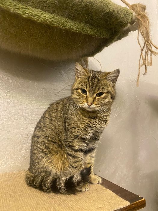 Кошечка в добрые руки