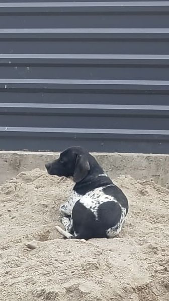 Donez cățel pentru mai multe detalii la acest nr 0726418617
