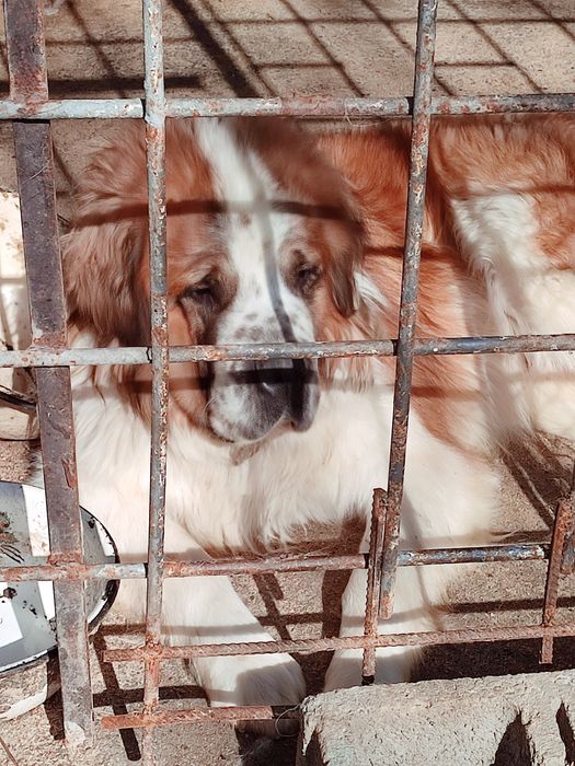 Щенки московской сторожевой