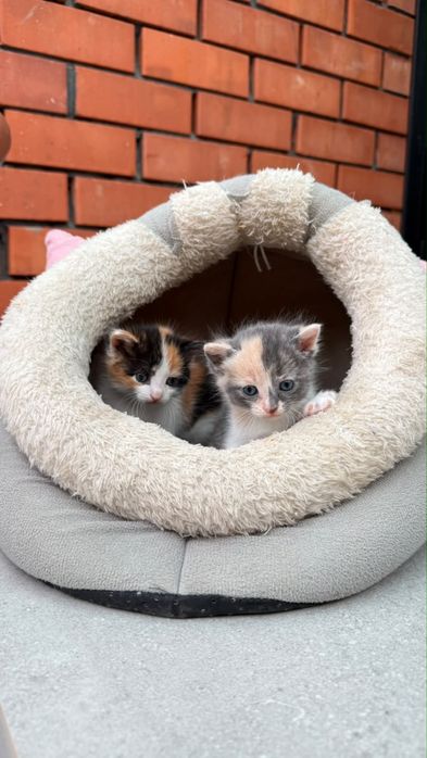 В добрые руки котята