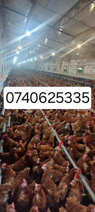 Gaini roșii ouătoare Vârstă de 10-12